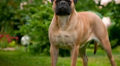 Bullmastiff (foto): brave branitelj i privrženi jedni drugima